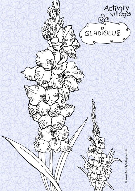 Gladiolus colouring page 2