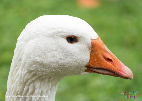 Goose poster 2