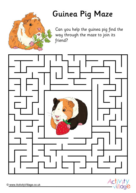 Guinea Pig Maze 1