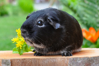 Guinea Pigs