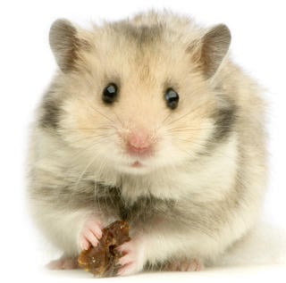 Hamster Facts: Lesson for Kids