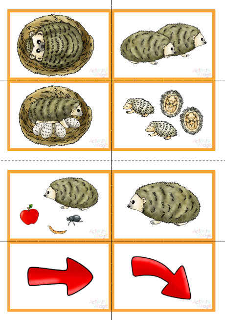 Hedgehog life cycle sequencing cards