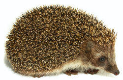 H is for ... Hedgehogs!