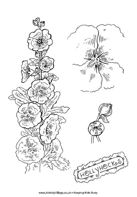 Hollyhocks colouring page