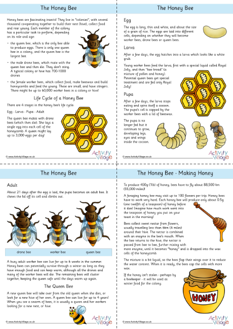 Honey bee fact file