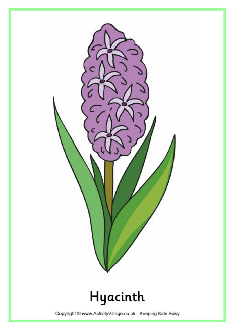 Hyacinth poster