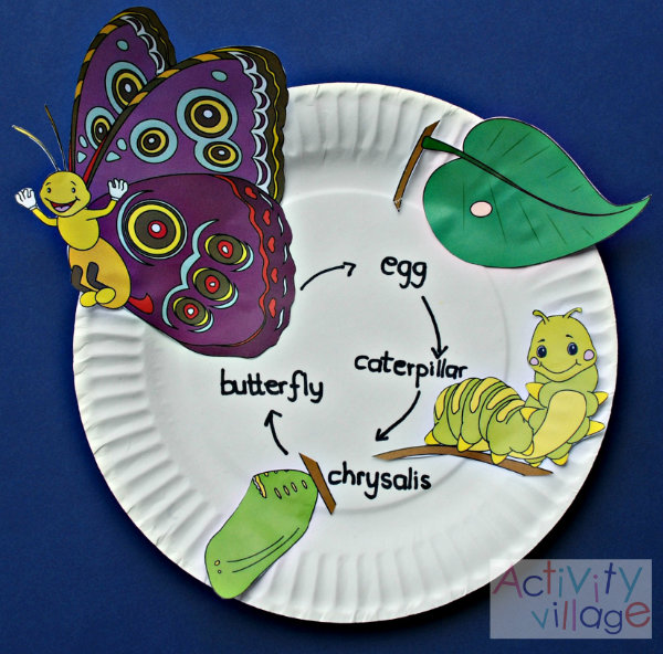 Butterfly life cycle on a paper platee