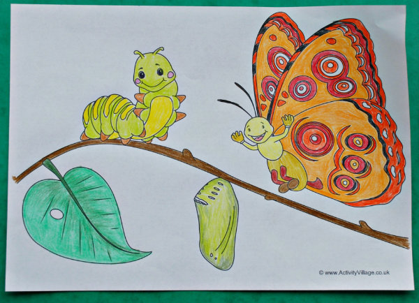 Butterfly life cycle colouring page