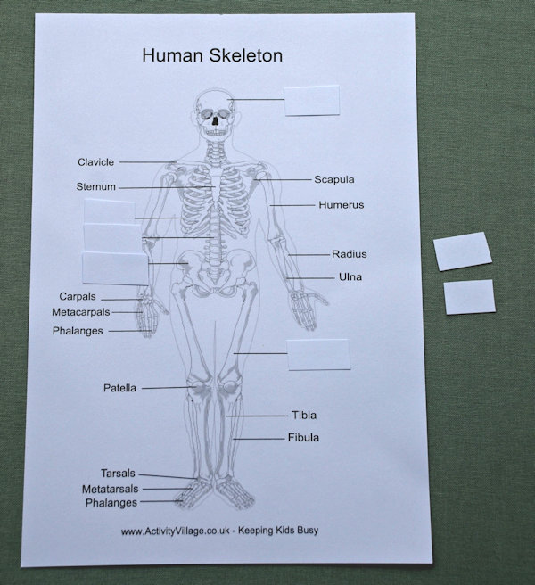 Covering up some of the bones with labels