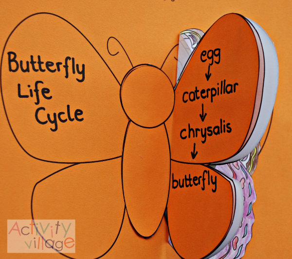 The butterfly life cycle booklet assembled