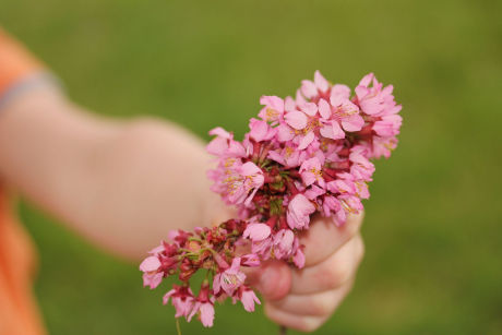 A flower for Mother's Day