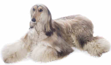 Afghan hound