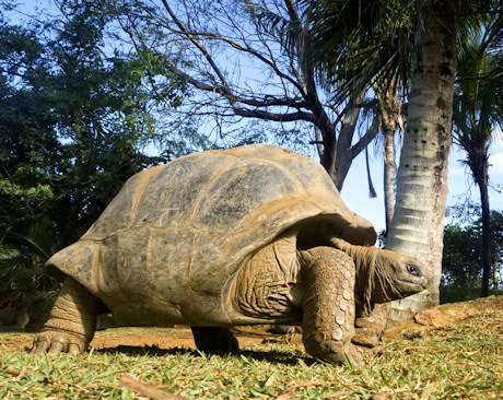 Aldabra giant tortoise, Seychelles