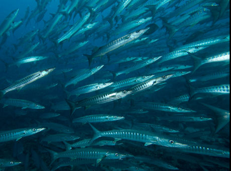 Barracudas at Barracuda Point, Sipadan, Malaysia by Barry Peters