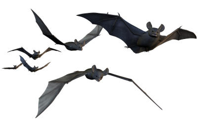 Bats