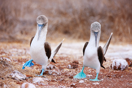 Blue footed boobies