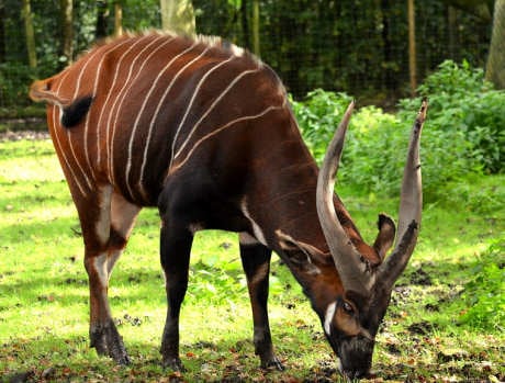 Bongo deer, Cameroon