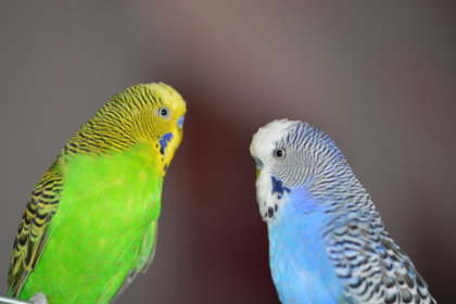 Budgies