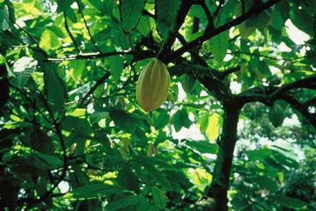 Cote d'Ivoire Printables and Fun Facts for Kids
