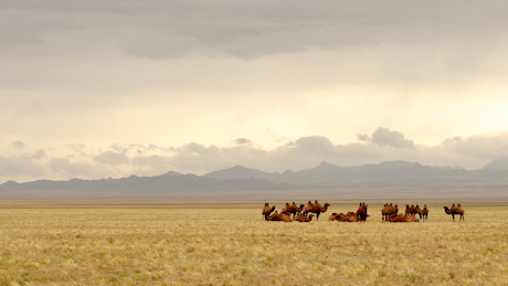 Camels on the plains of Mongolia
