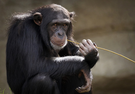 A chimpanee chewing a straw