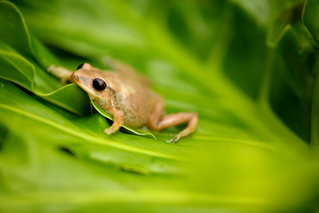 The coqui frog is native to Puerto Rico