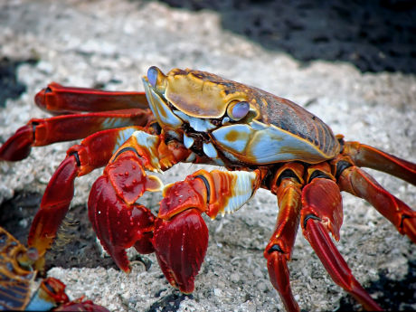 Crabs at Activity Village