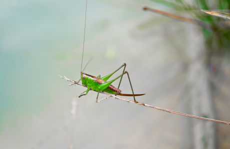 Crickets at Activity Village