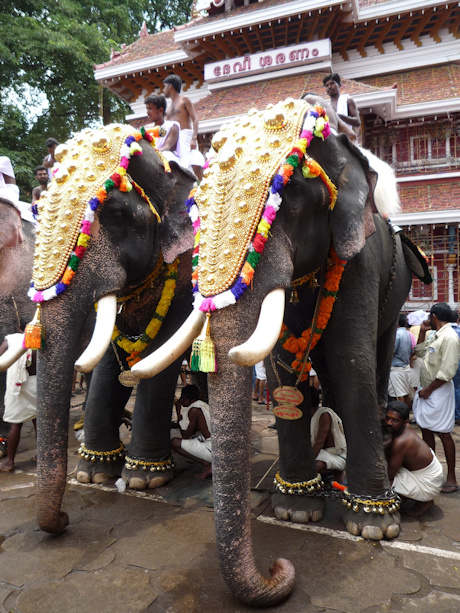 Elephants in Kerala