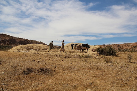 Agricultural Eritrea landscape