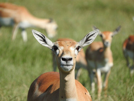 Gazelles at Activity Village