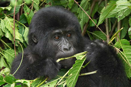 A gorilla baby in the Cloud Forest of Uganda