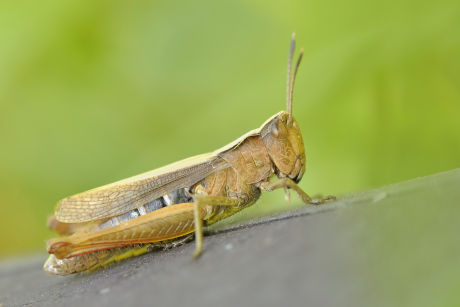 Grasshoppers at Activity Village
