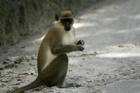 A green monkey, Barbados