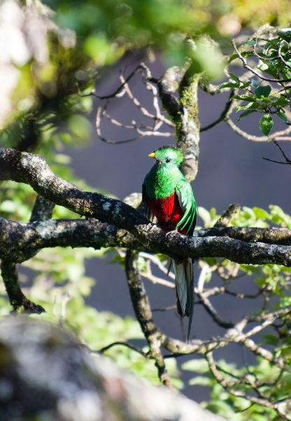 Guatemala's national bird is the colourful quetzal. You can see it on its flag.
