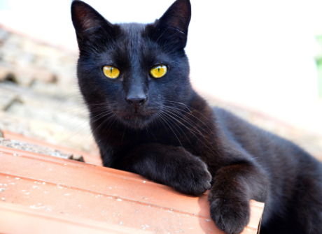 Black cat with yellow eyes