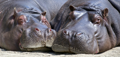 Hippos at Activity Village