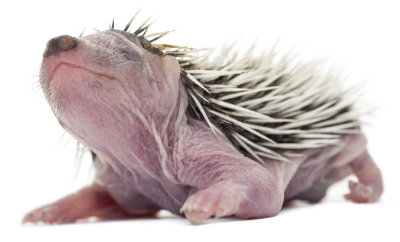 A hoglet, 4 days old