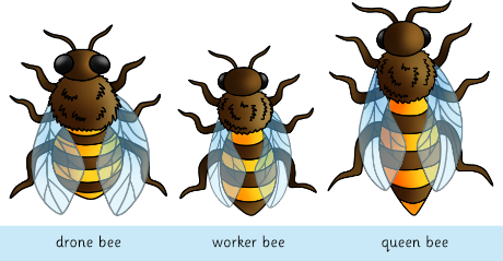 3 types of honey bees