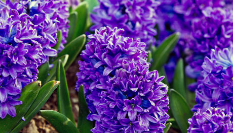 Hyacinths