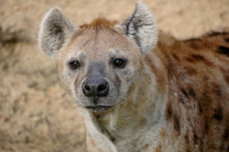 Hyenas at Activity Village