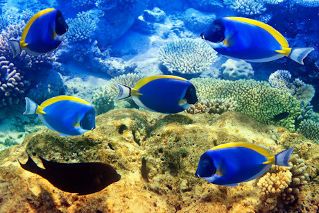 Under the sea in the Maldives