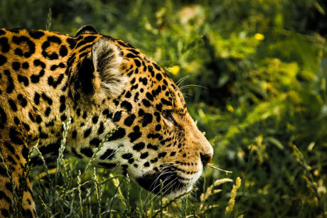 Jaguars at Activity Village