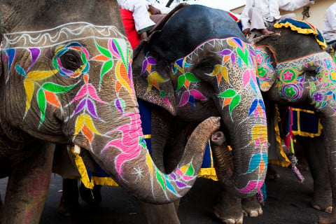 Jaipur elephant festival