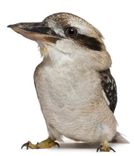 Kookaburra activities for kids