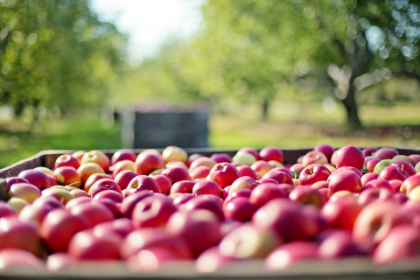 Large tray of apples