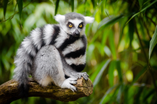 Lemurs