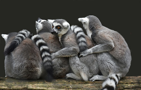 Lemurs in Madagascar