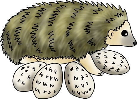 Life Cycle of a Hedgehog - Resources for Kids