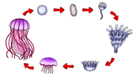 Life Cycle of a Jellyfish